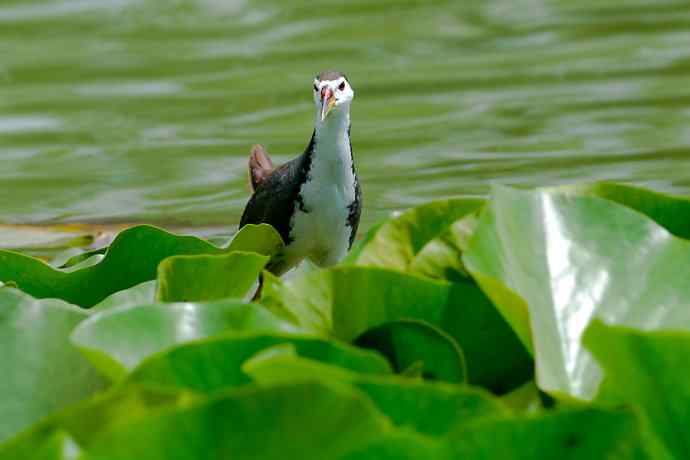 龙潭西湖的白胸苦恶鸟