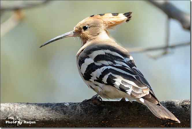  点击图片或使用键盘← →翻页