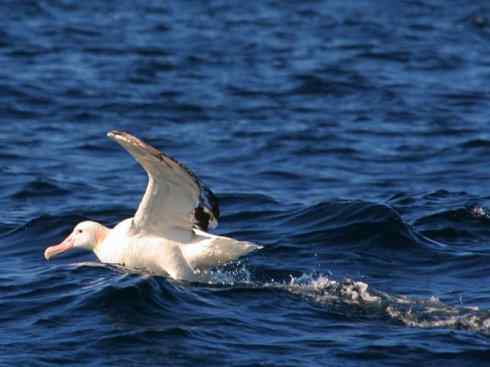 鸟类之最：漂泊信天翁