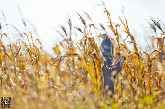 野鸭湖的普通鵟 野鸭湖的普通鵟