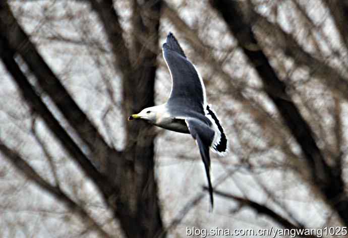北京动物园的鸟类——飞（海鸥）7