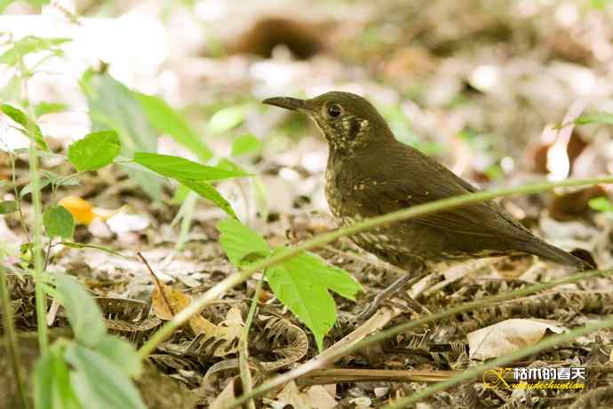 云南拍鸟的几张记录片 云南拍鸟的几张记录片