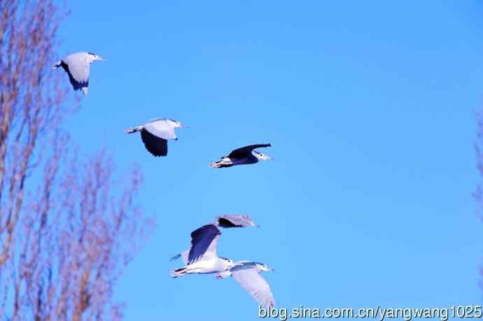 飞(夜鹭)48 飞(夜鹭)48