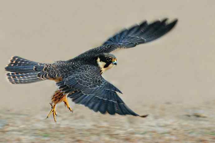 看图说隼（上）