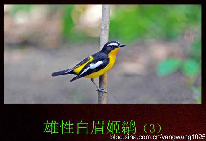 雄性白眉姬鹟（3）