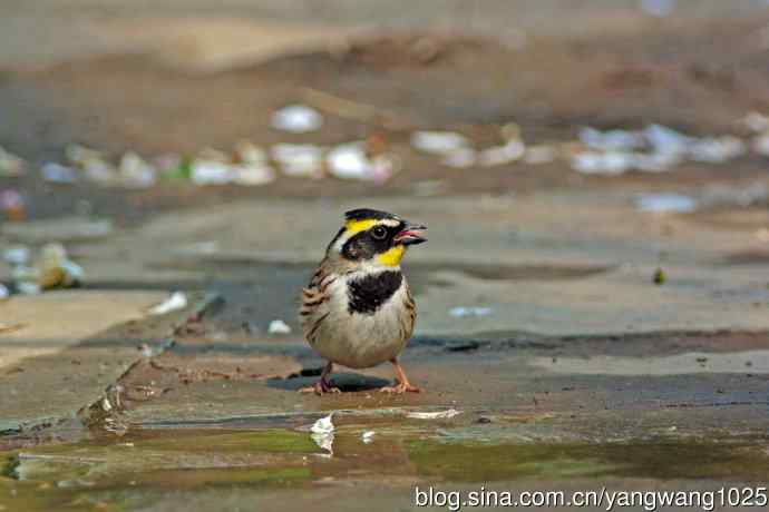 雄性黄喉鹀（6）