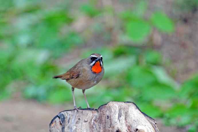 北京天坛公园的鸟类——雄性红喉歌鸲（4）