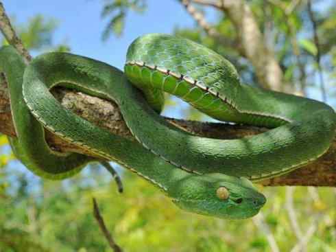 龙：传说的兽原型探秘（蝮蛇类）