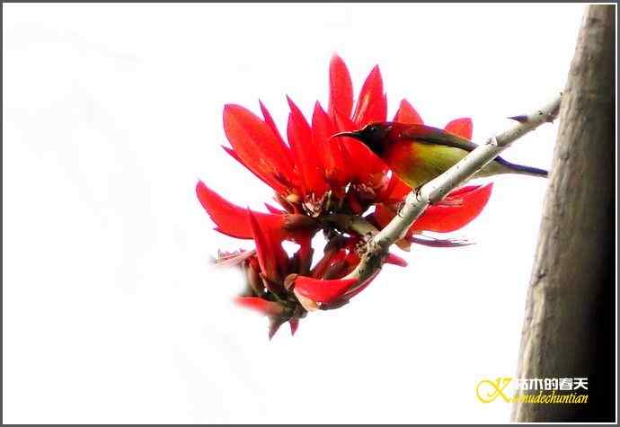 成都来了鈥溙裟疋潯菊掌