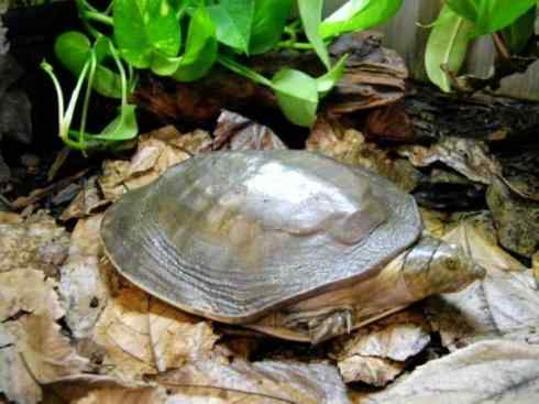 玄武:传说的兽原型探秘(鳖) 玄武:传说的兽原型探秘(鳖)