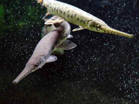 鱼类活化石：鳄雀鳝