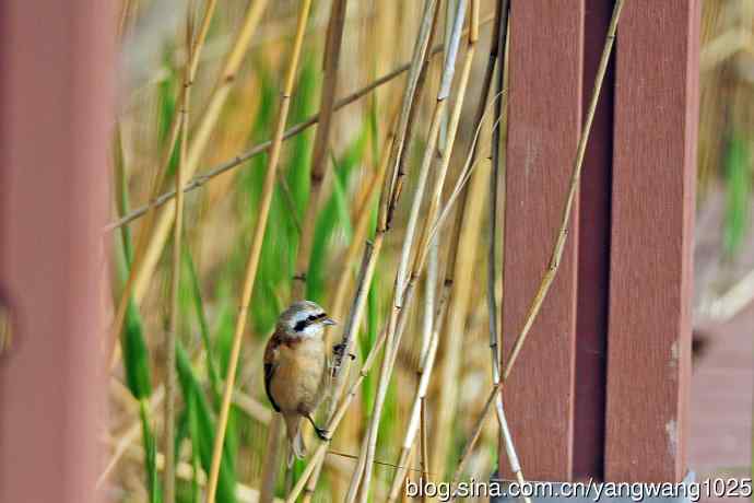 中华攀雀(记录版) 中华攀雀(记录版)