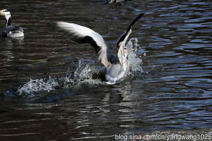 舞(斑头雁)1 舞(斑头雁)1