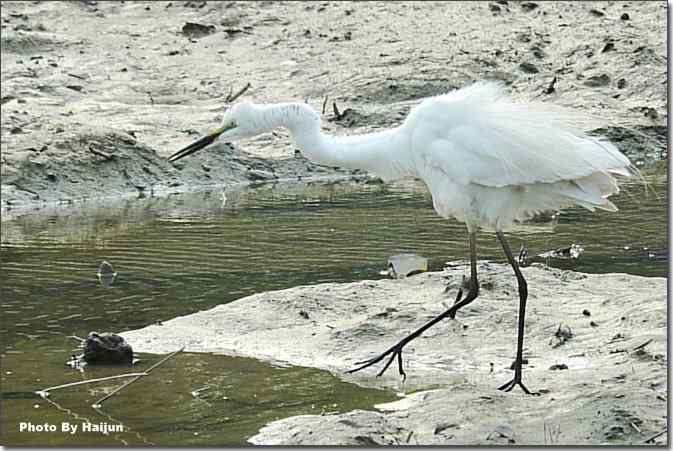  点击图片或使用键盘← →翻页