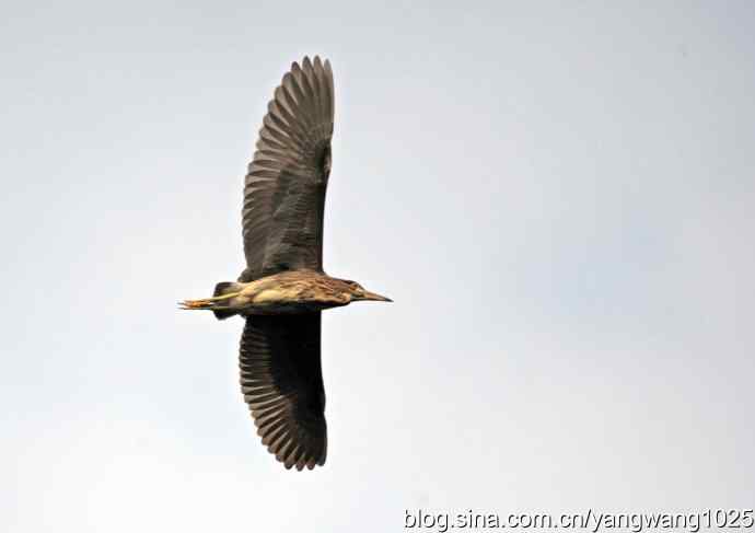 杂片（斑头雁、海鸥、夜鹭）