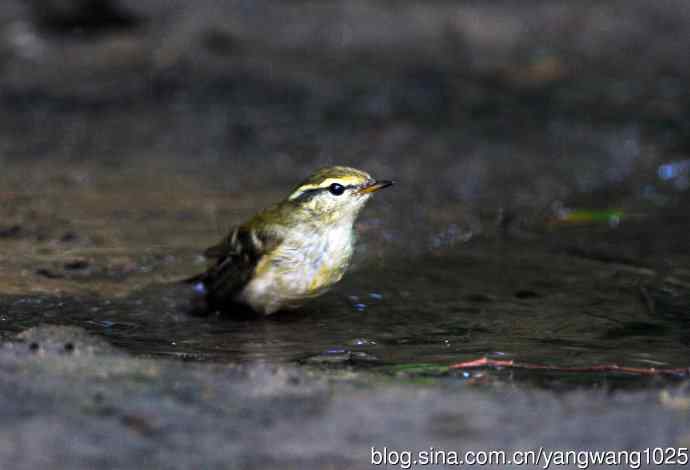 黄眉柳莺（12）
