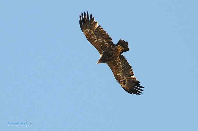 穿越大风车的草原大猛 穿越大风车的草原大猛