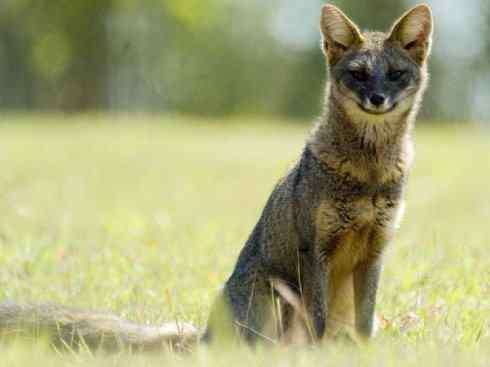 犬科：狐亚科伪狐属之高地狐、河狐、秘鲁狐