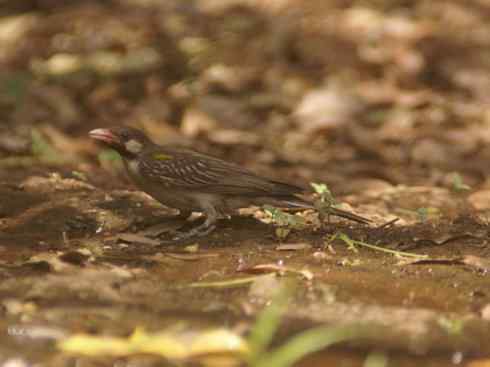 十大喜食蜂蜜动物:黑喉响蜜鴷 十大喜食蜂蜜动物:黑喉响蜜鴷