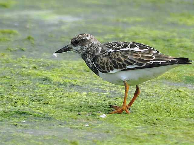 黄金海岸寻鹬 wbr赤土山桥赏鸟