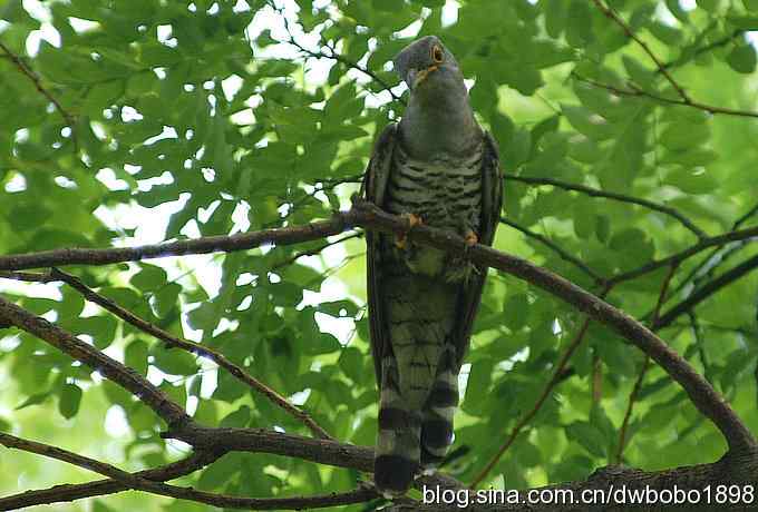 夏日欢鸣的四声杜鹃