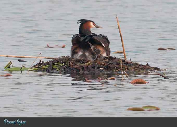 生日:见证凤头宝宝的诞生 生日:见证凤头宝宝的诞生