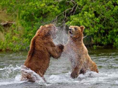 十大喜食蜂蜜动物:棕熊 十大喜食蜂蜜动物:棕熊