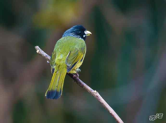 陕西洋县&nbsp;wbr路&nbsp;wbr领雀嘴鹎