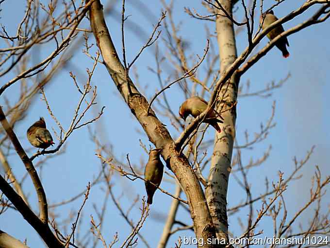今日太平(植物园)