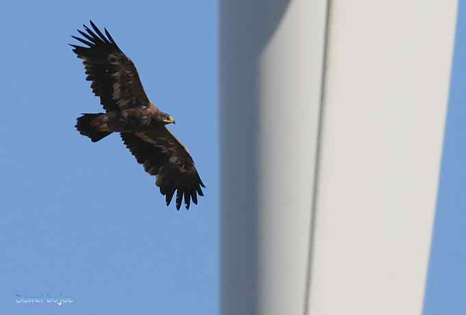 穿越大风车的草原大猛 穿越大风车的草原大猛