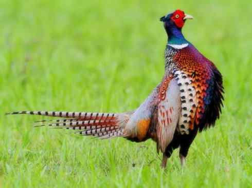 凤凰：传说的鸟原型探秘（雉鸡）