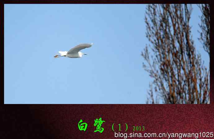 白鹭（1）