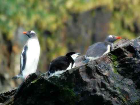 鸟类之最:巴布亚企鹅 鸟类之最:巴布亚企鹅