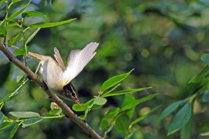极北柳莺(4) 极北柳莺(4)