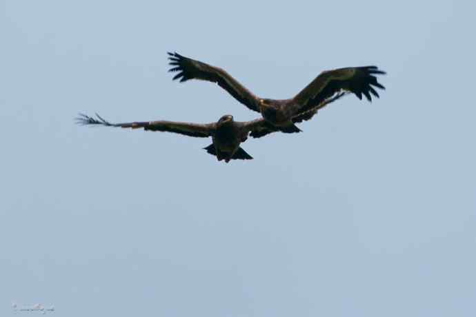 我和草原雕有个约定