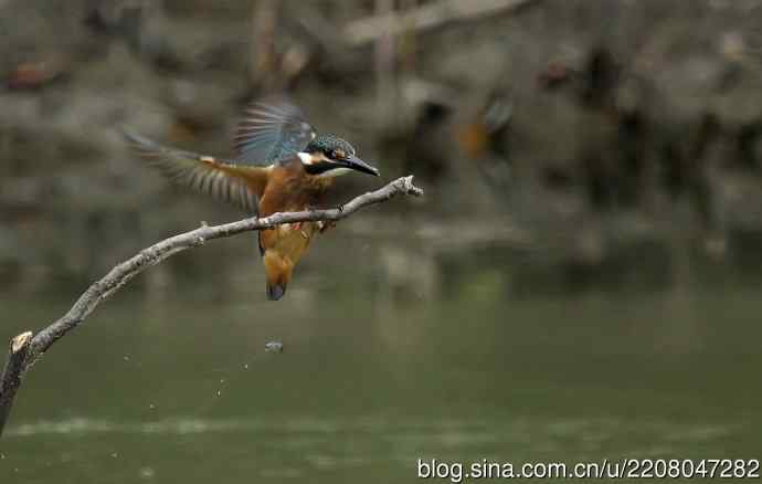 224.可爱小翠---翠鸟之吻