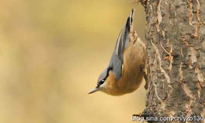 漂亮的跳跃精灵鈥斺斃醺锅[（组图）