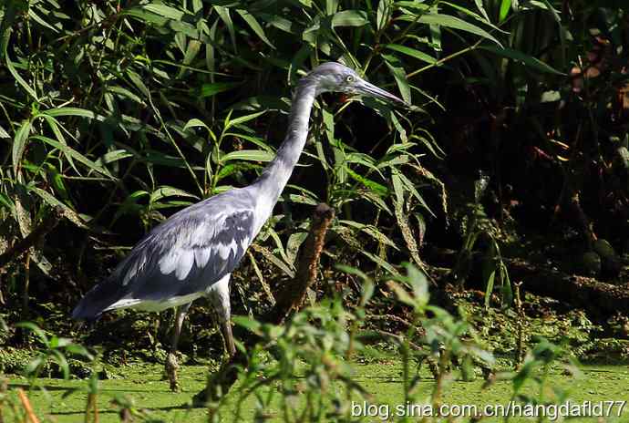 未成年的大蓝鹭