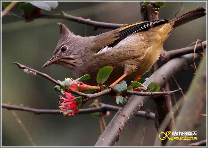 纹喉凤鹛【照片】