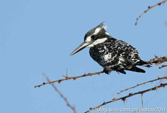撮堆儿 wbr肯尼亚的鸟儿
