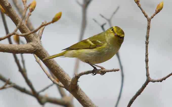 可爱好动的黄腰柳莺（组图）