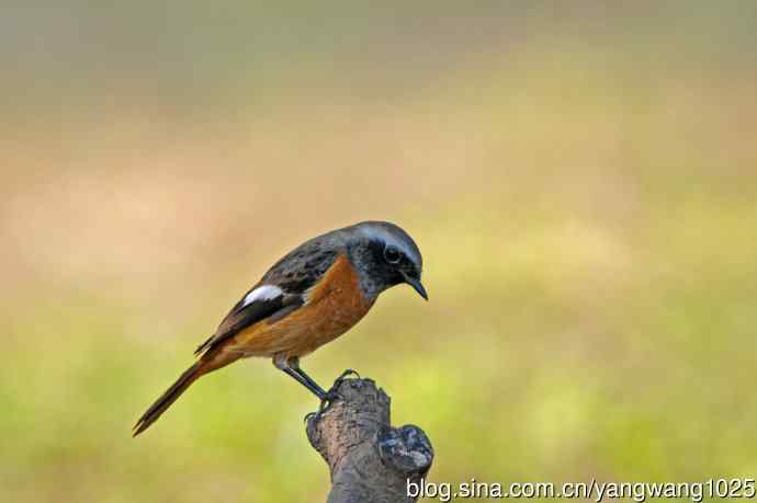 雄性北红尾鸲(33) 雄性北红尾鸲(33)