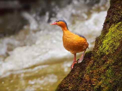 雁鸭之最之九（夏威夷雁、湍鸭、鹊雁）