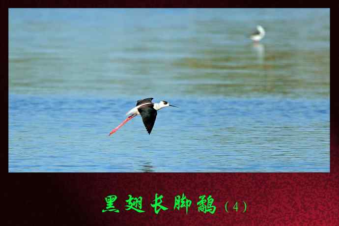 黑翅长脚鹬（4）