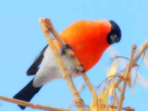 家禽驯化之源之三十二