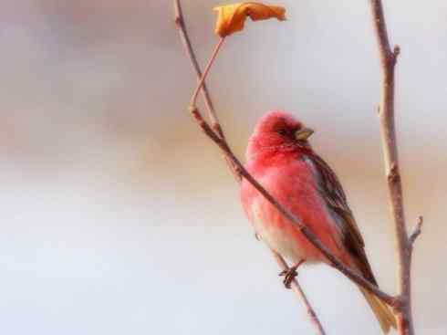 家禽驯化之源之二十六