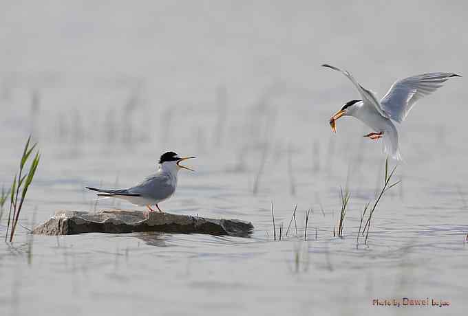 白额燕鸥：丹青写意 wbr似水柔情