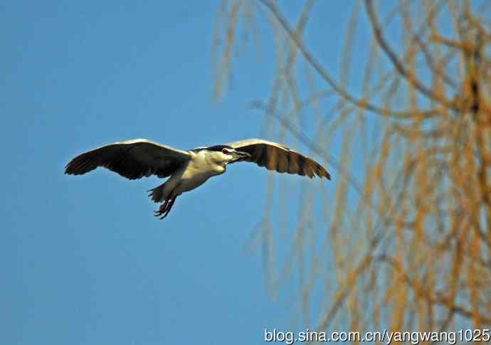 飞(夜鹭)57 飞(夜鹭)57