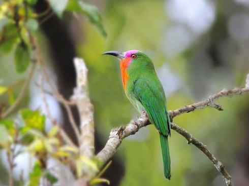 绝色攀禽:佛法僧目之蜂虎 绝色攀禽:佛法僧目之蜂虎