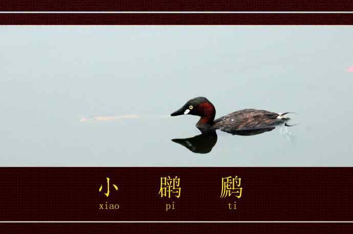 北京将府公园的鸟类——小鸊鷉